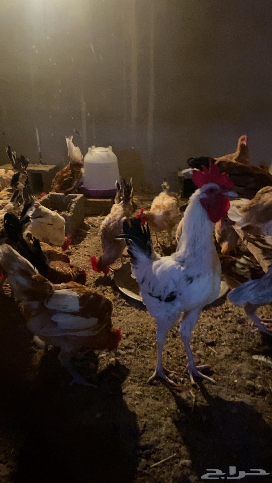 Chicken63188409628929114