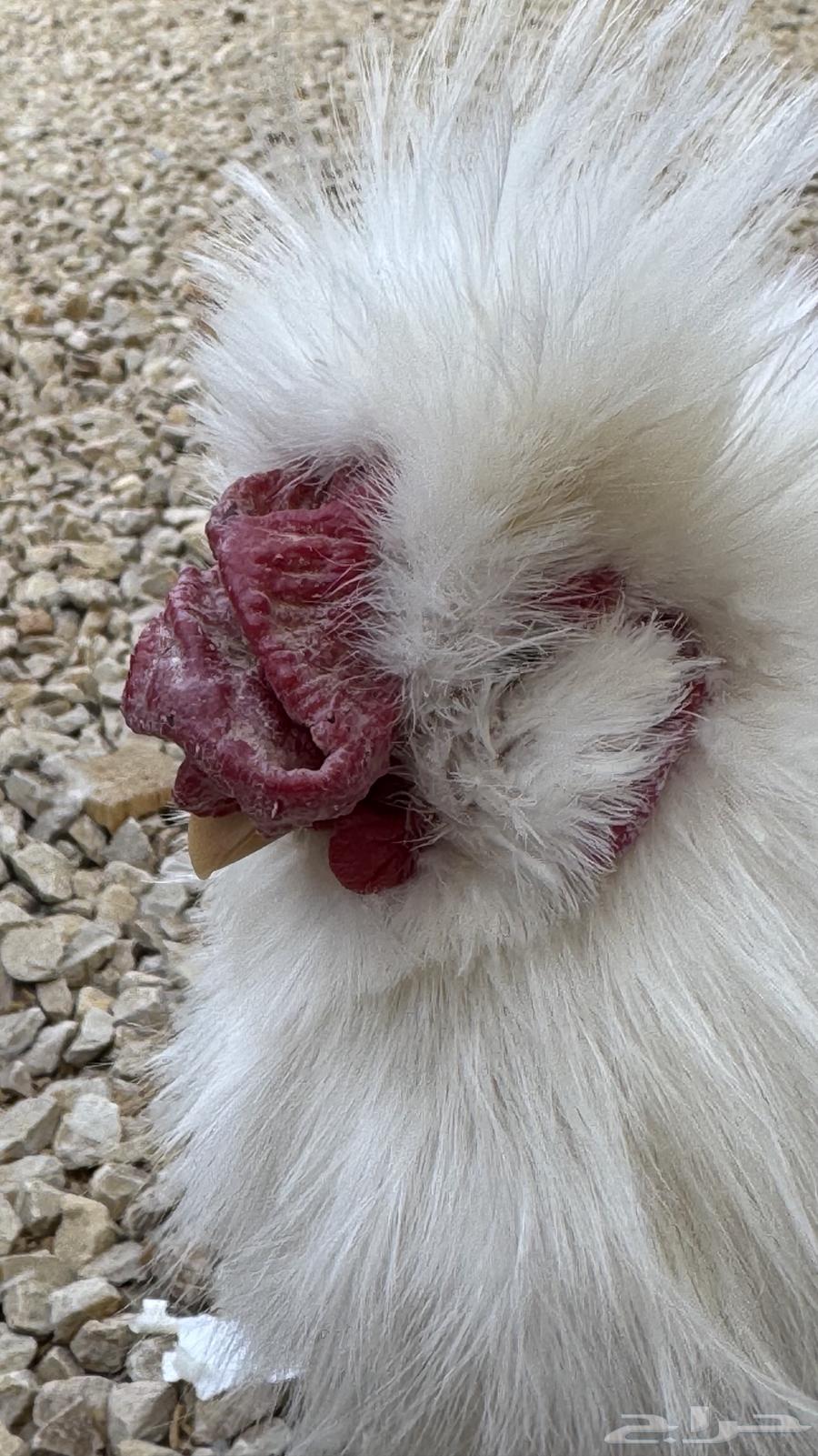 Silky (Cotton) Chicken63191842203777111