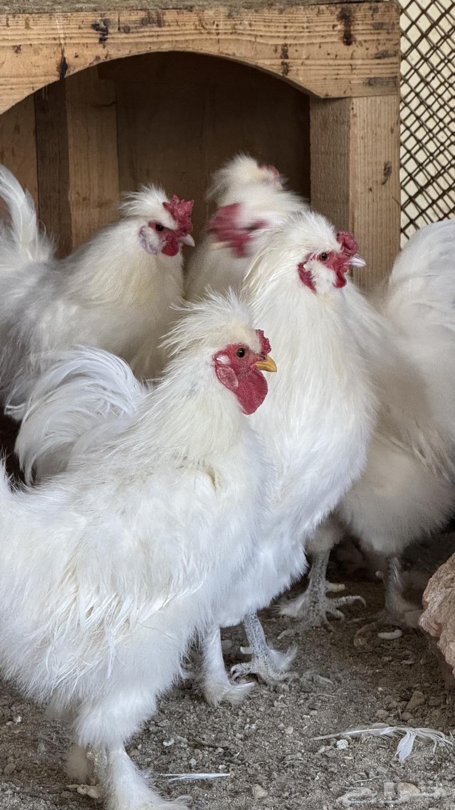 Silky (Cotton) Chicken63191842203777113
