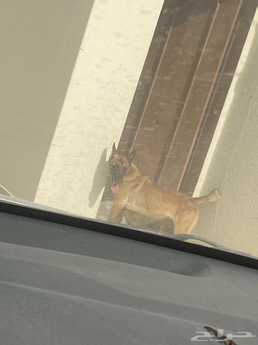 للبيع مالينوا انثى63185976552451112