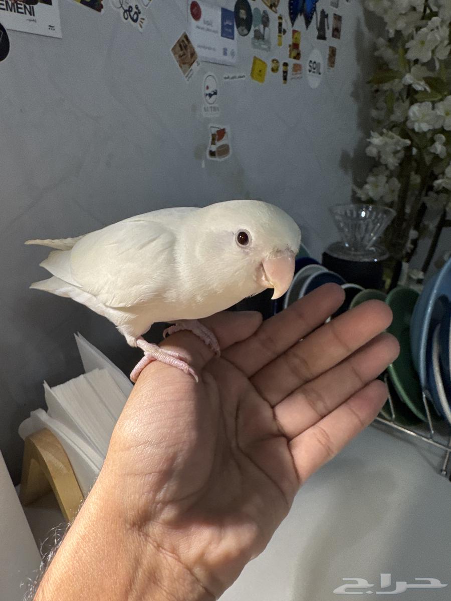 ببغاء روز البينو اليف وهدد داخلي63185979731459113