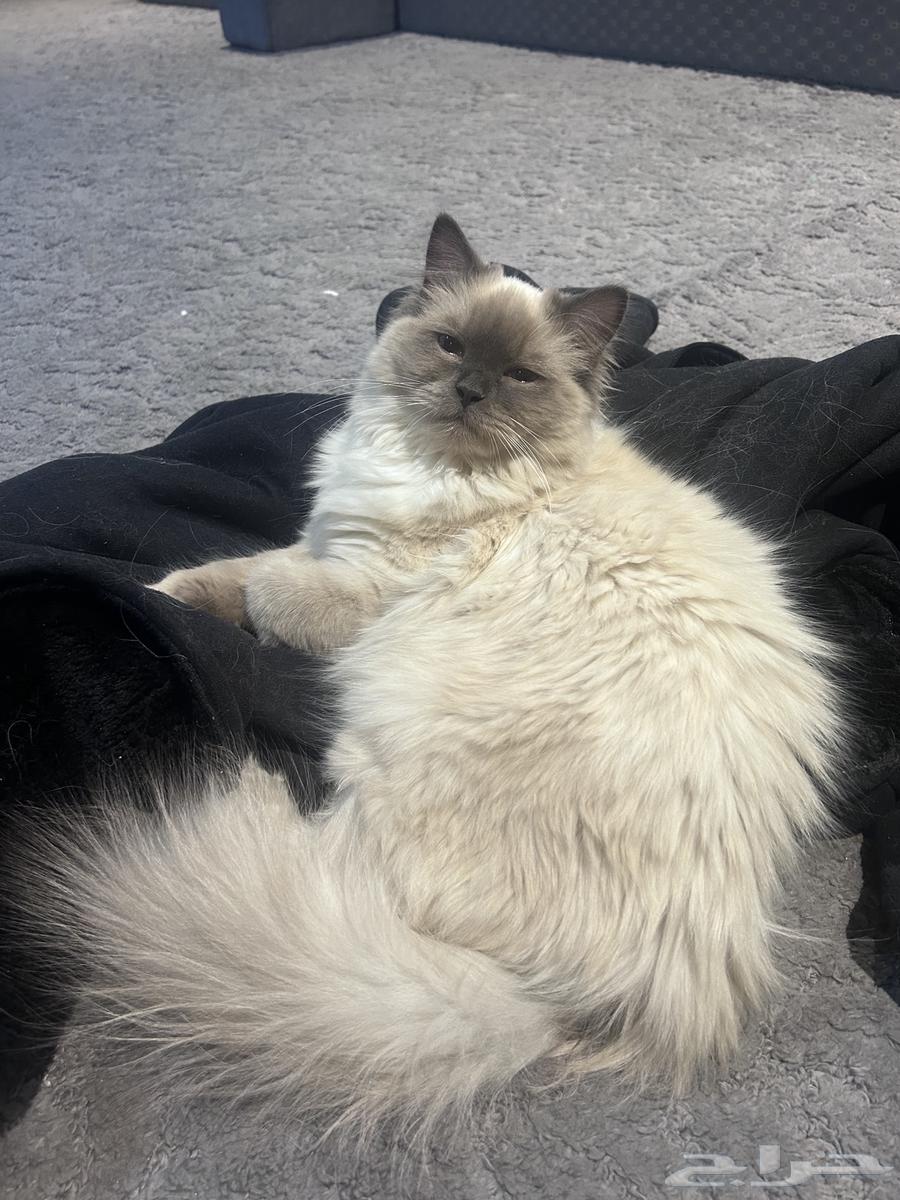 Cat Himalayan for sale63187445576706112