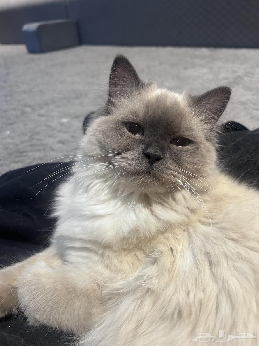 Cat Himalayan for sale63187445576706111