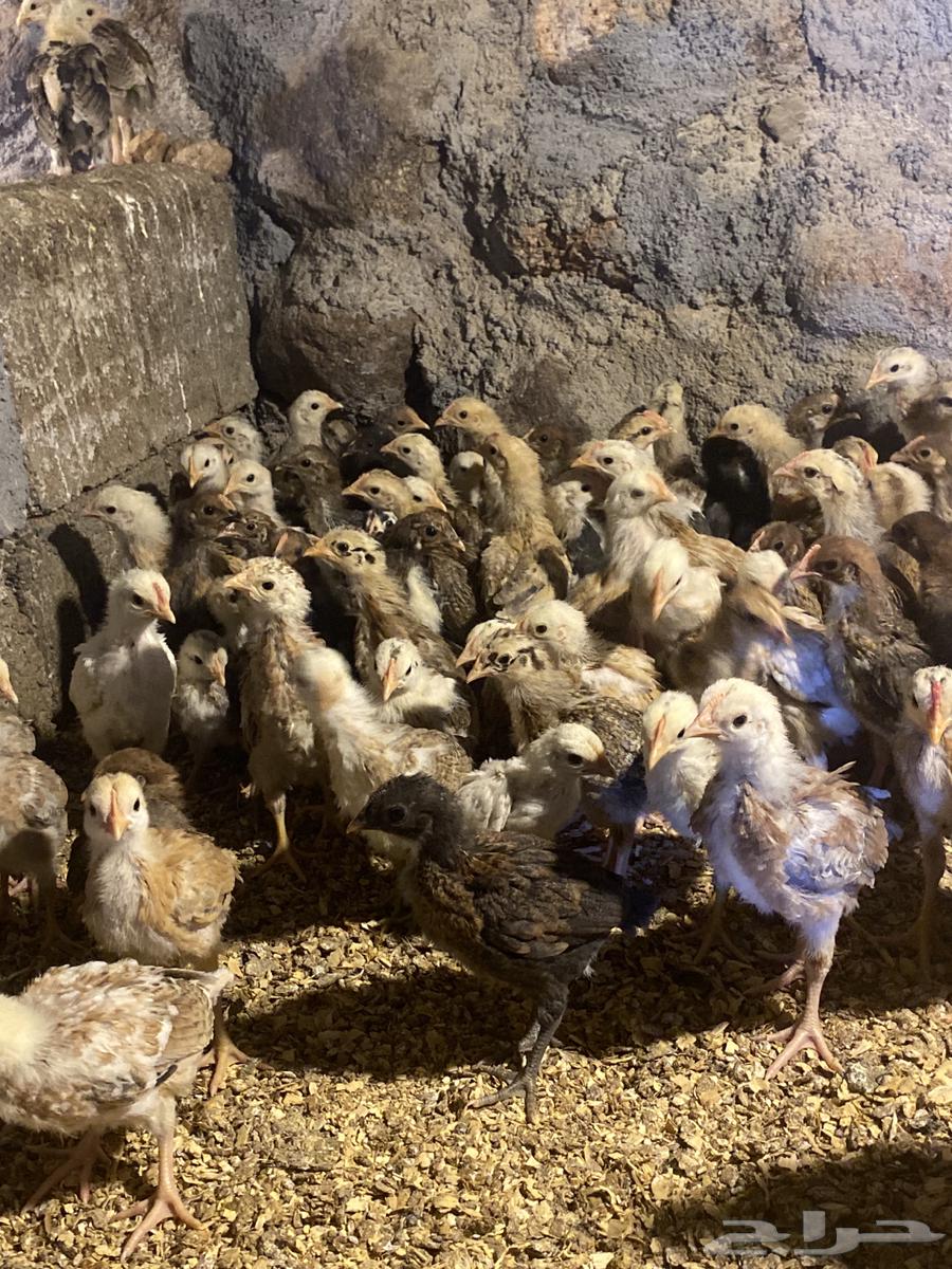 Local chicks and black63185451691137110