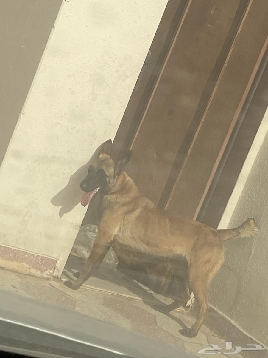 للبيع مالينوا انثى63185976552451111