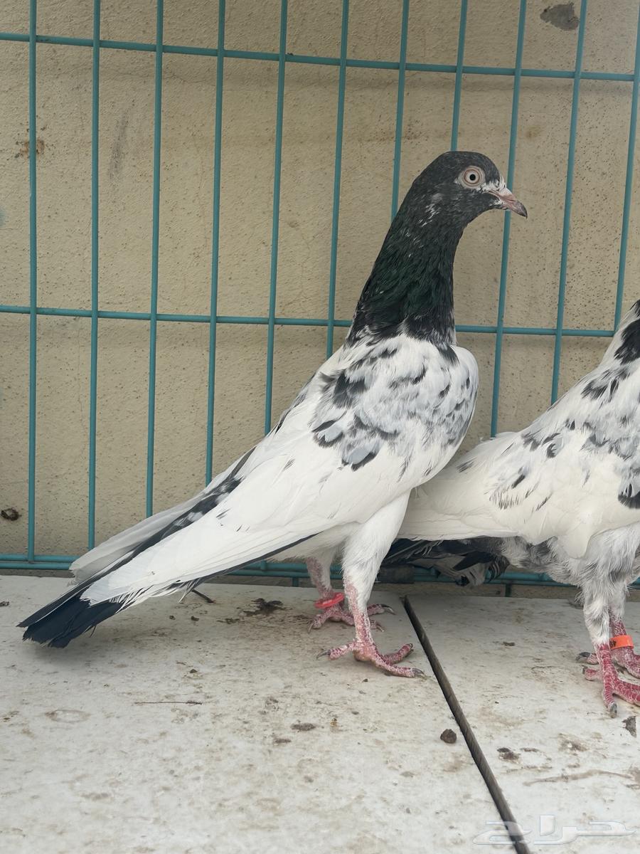 حمام باكستاني تم البيع63186495711105114