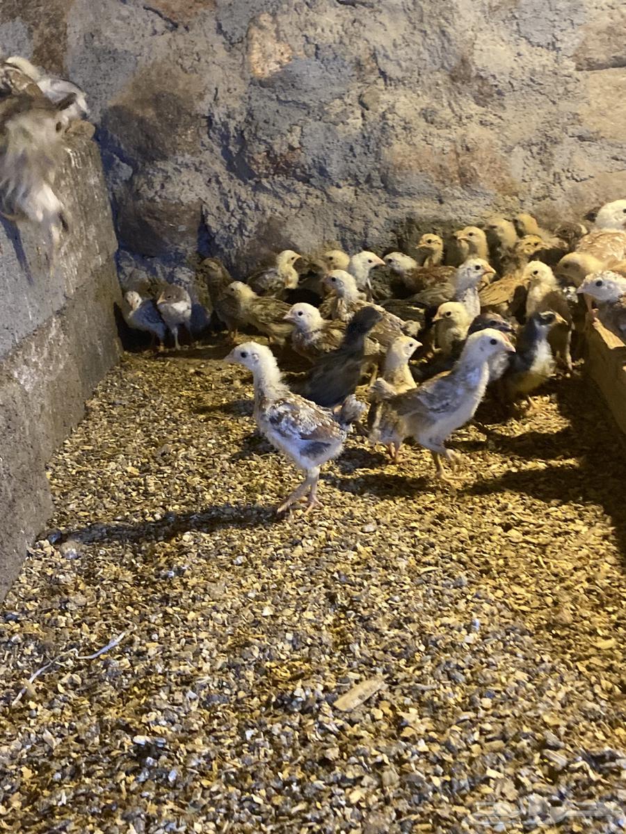 Local chicks and black63185451691137111