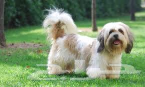 For sale, a pet dog63186963638275111
