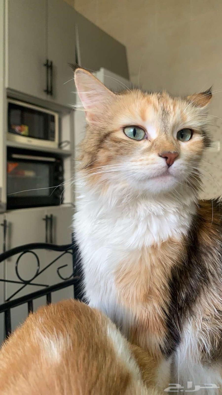 Cats63168743269889112