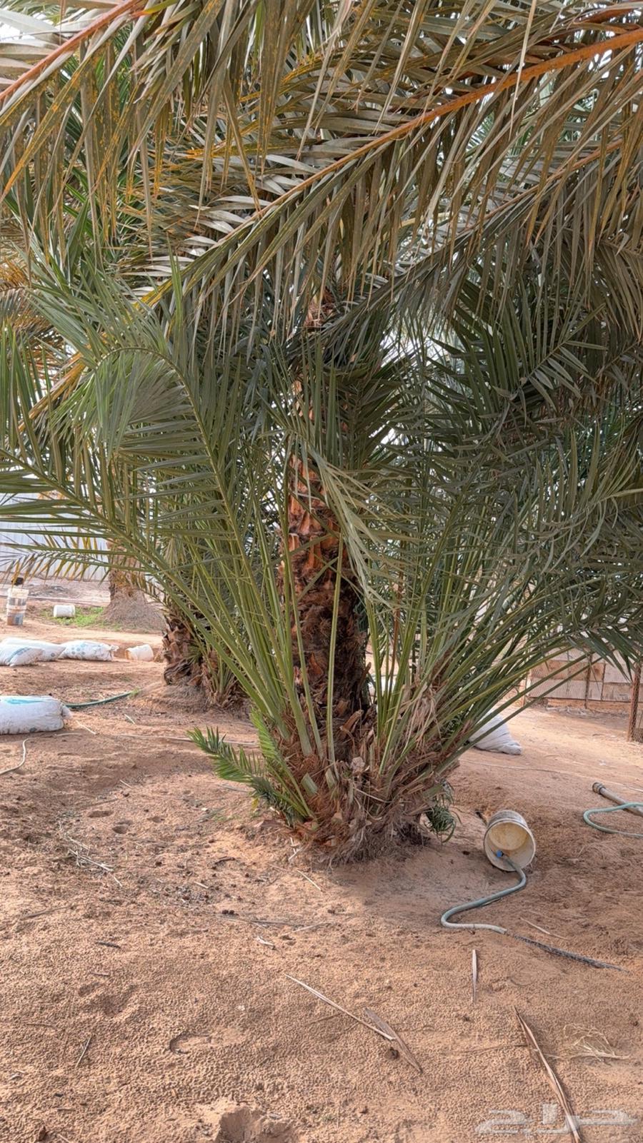 حيش ونخل للبيع63186504027778111