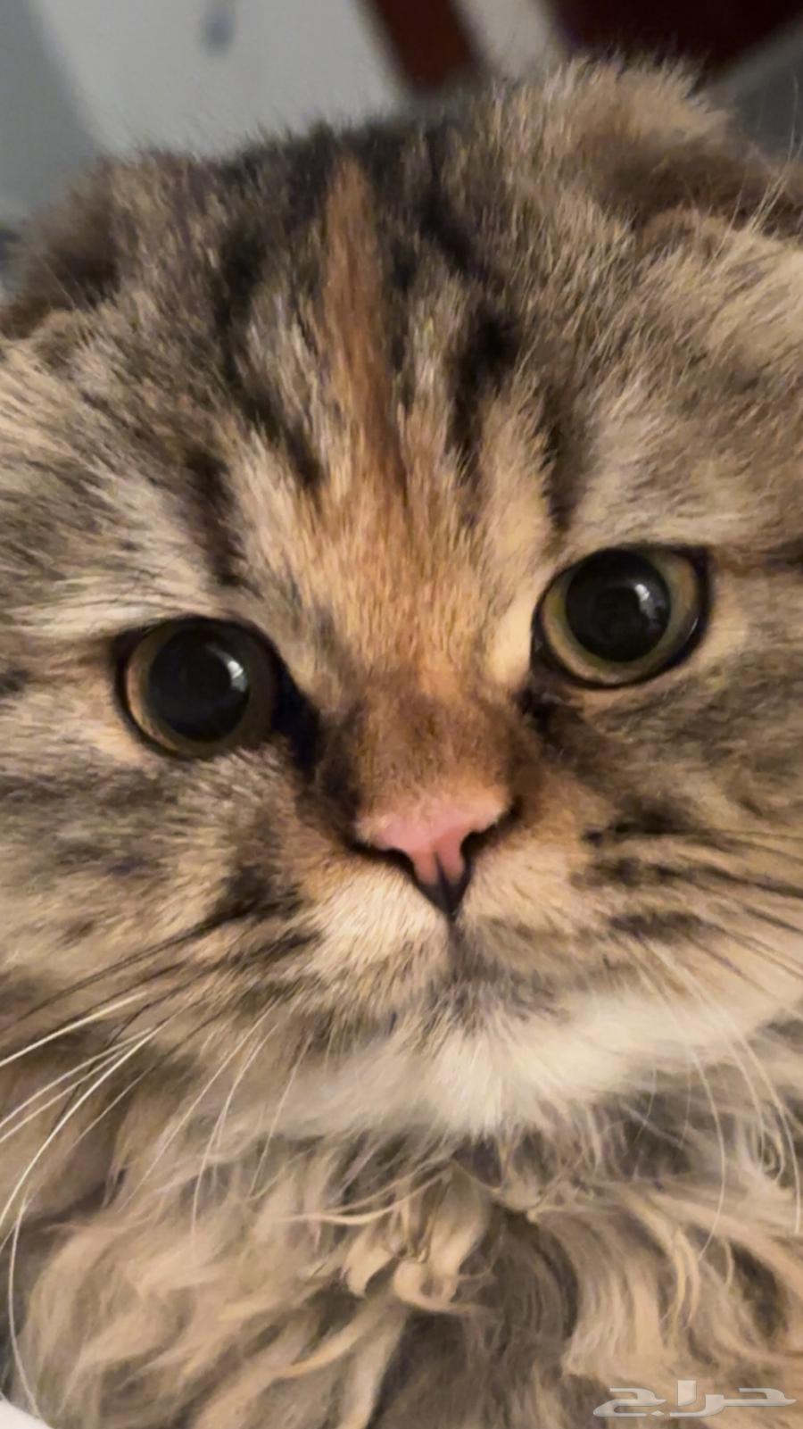 A female hybrid Scottish Fold-Himalayan cat63183945714946113