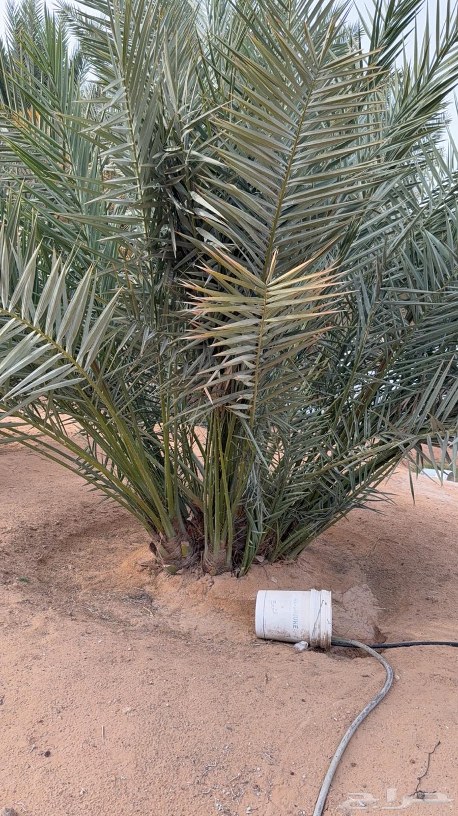 حيش ونخل للبيع63186504027778113