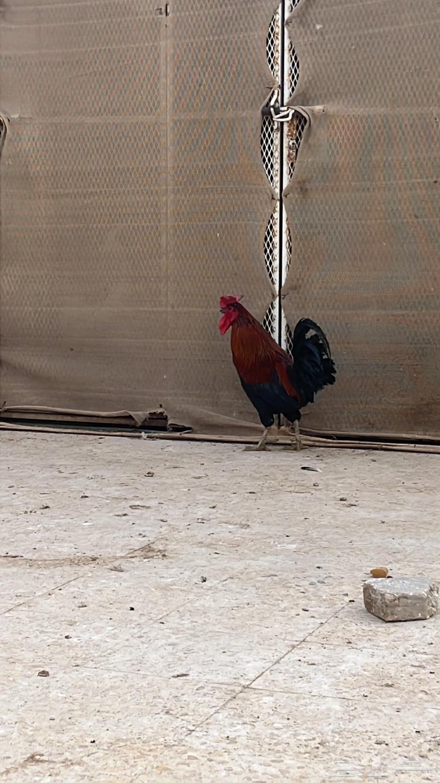 ديك عربي افرق اصيل تم البيع63183933939587112