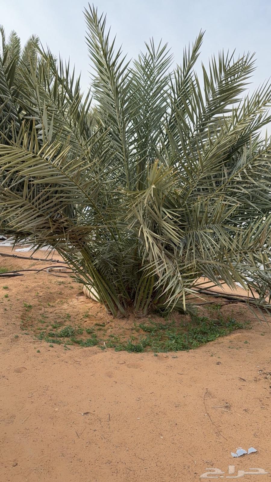 حيش ونخل للبيع63186504027778112
