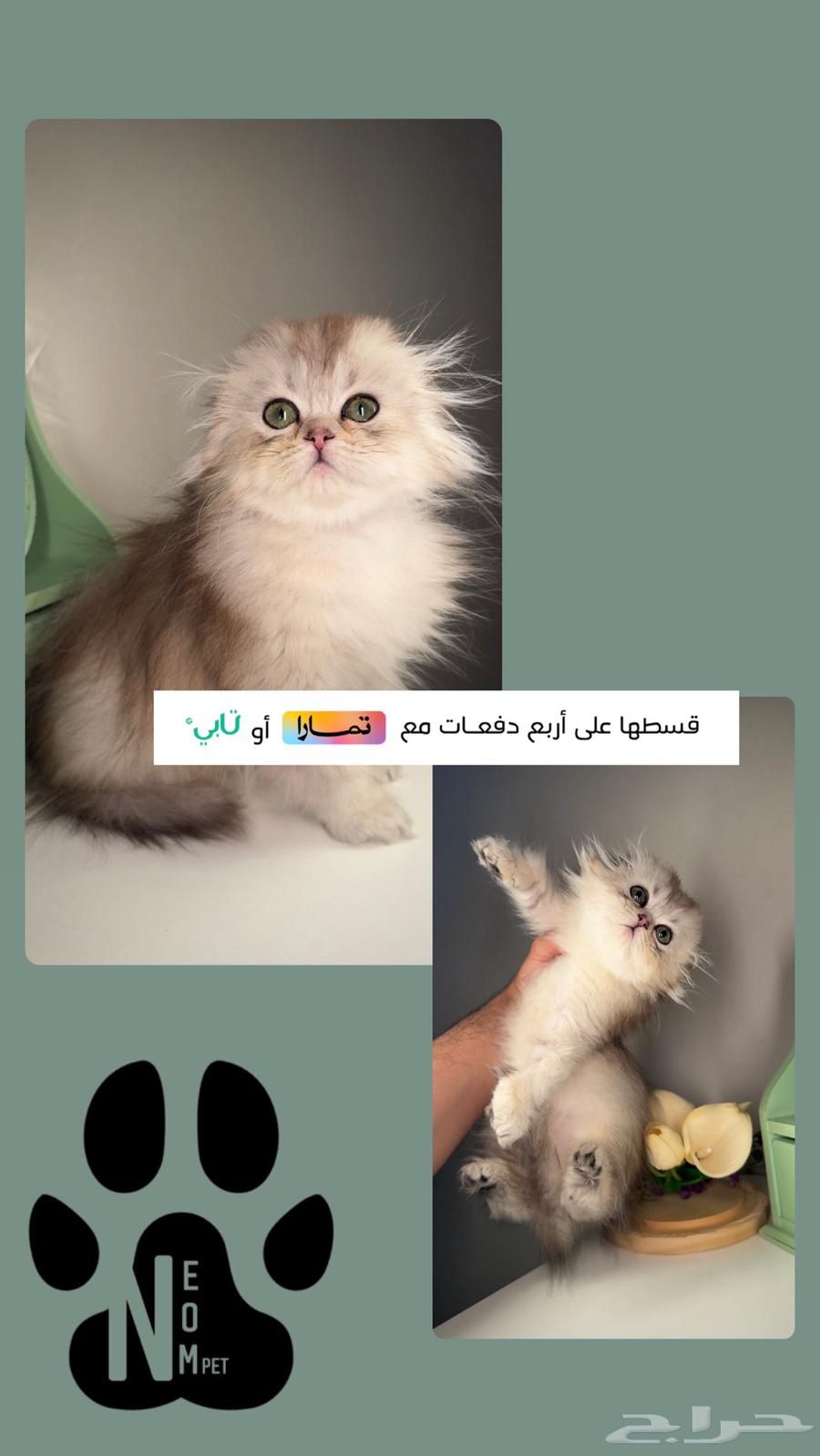 سكوتش فولد كيتن قطط للبيع صغيرة الرياض بريدة عنيزة شيرازي63182960073218112