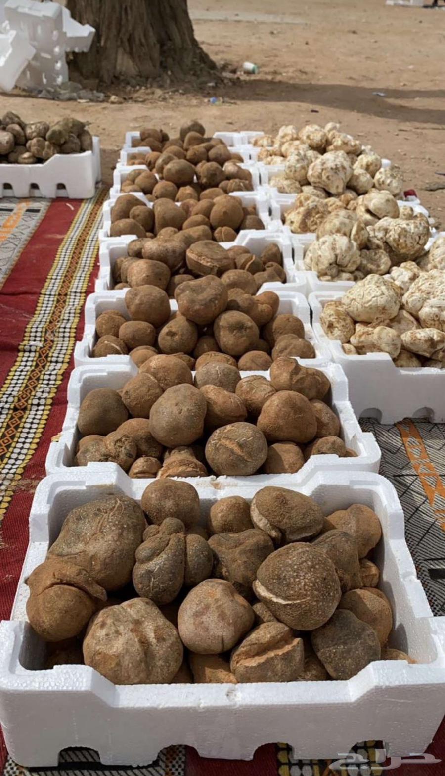 فقع زبيدي بلدي لقط الحفر63185459378817111