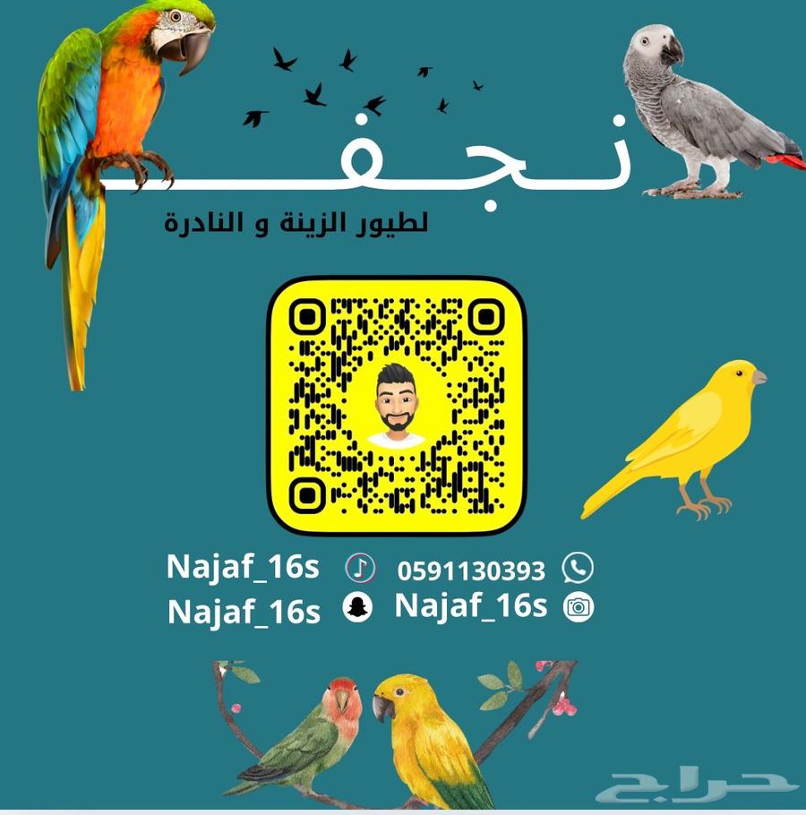 فرخ مكاو قرين وينق عمر 4 اشهر63186499880579111