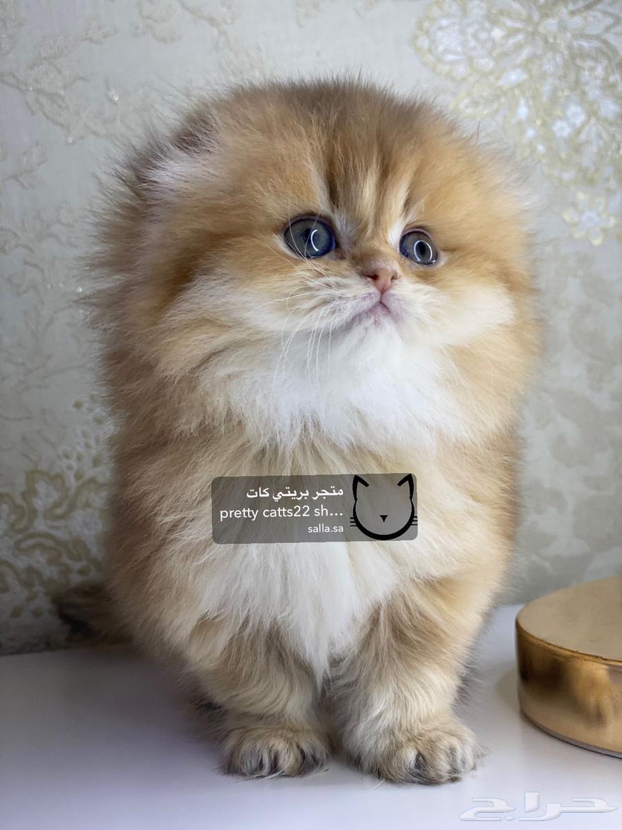 قط سكوتش فولد لونغ هير شورت هير سكوتش قولد بيور قطوه قطط63184955537665113