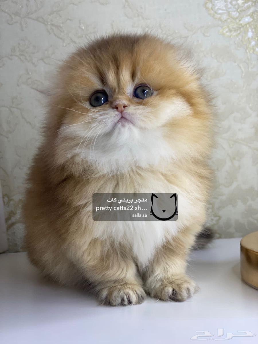 قط سكوتش فولد لونغ هير شورت هير سكوتش قولد بيور قطوه قطط63184955537665114