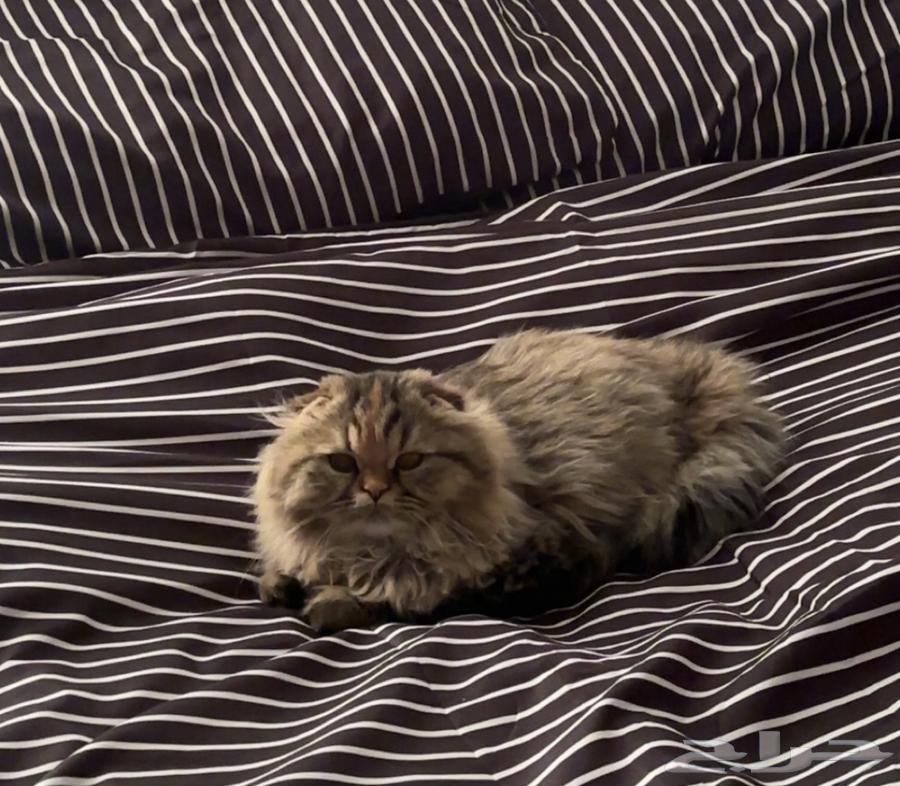 A female hybrid Scottish Fold-Himalayan cat63183945714946111