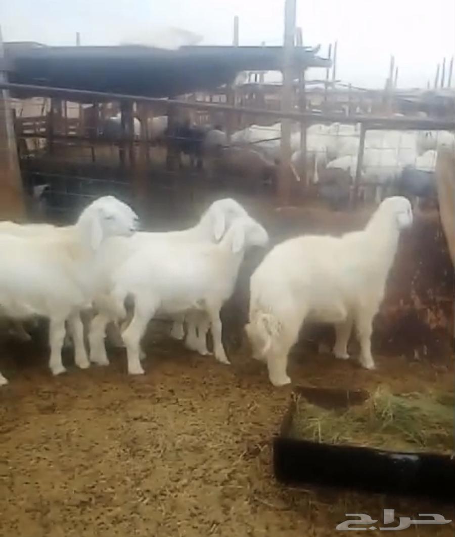 Italian freedom for sale63184959374978111