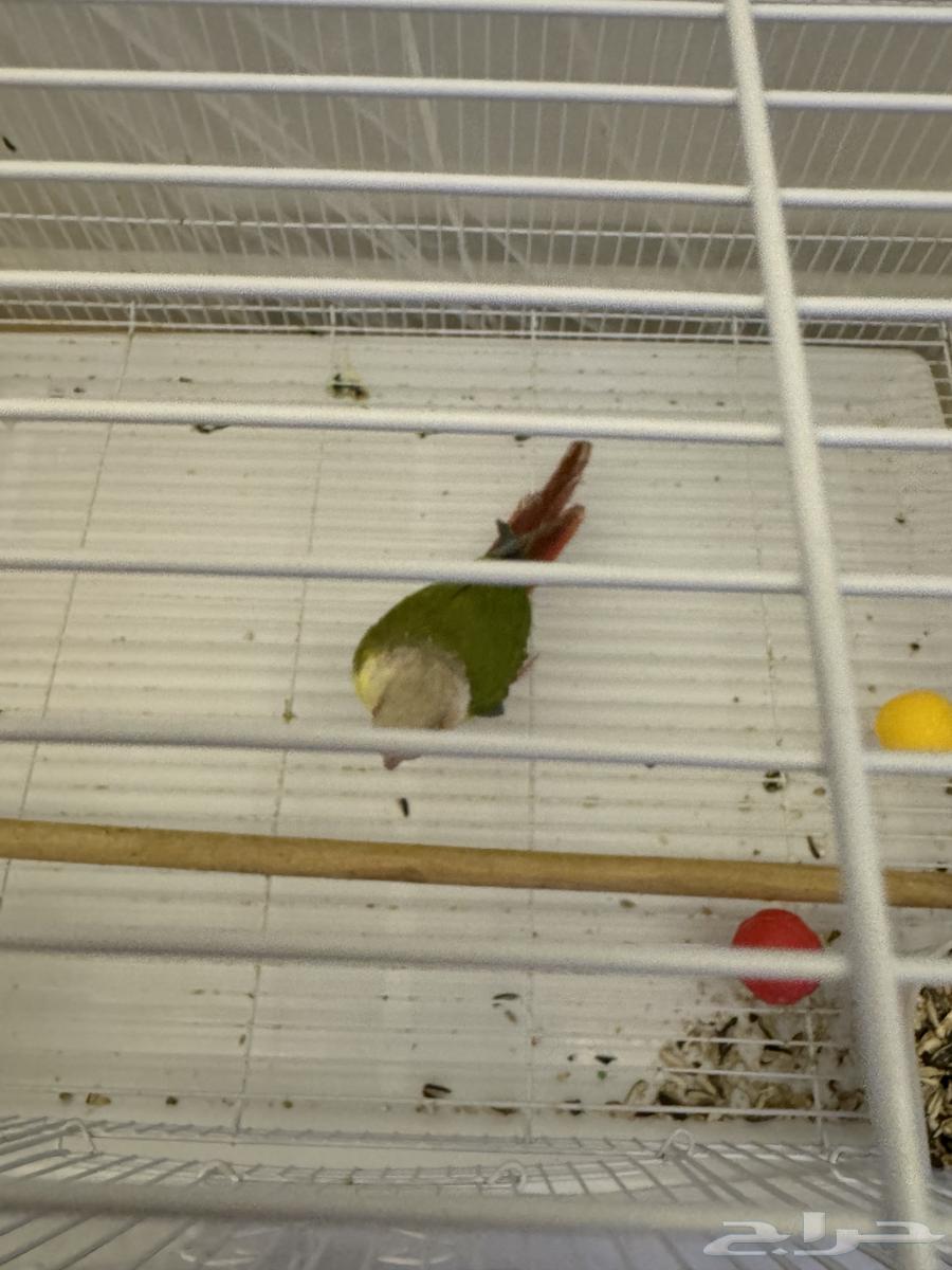 A canary parrot63184959485059114