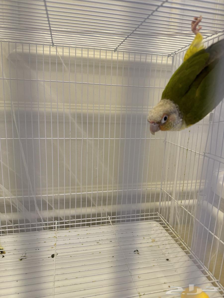 A canary parrot63184959485059111