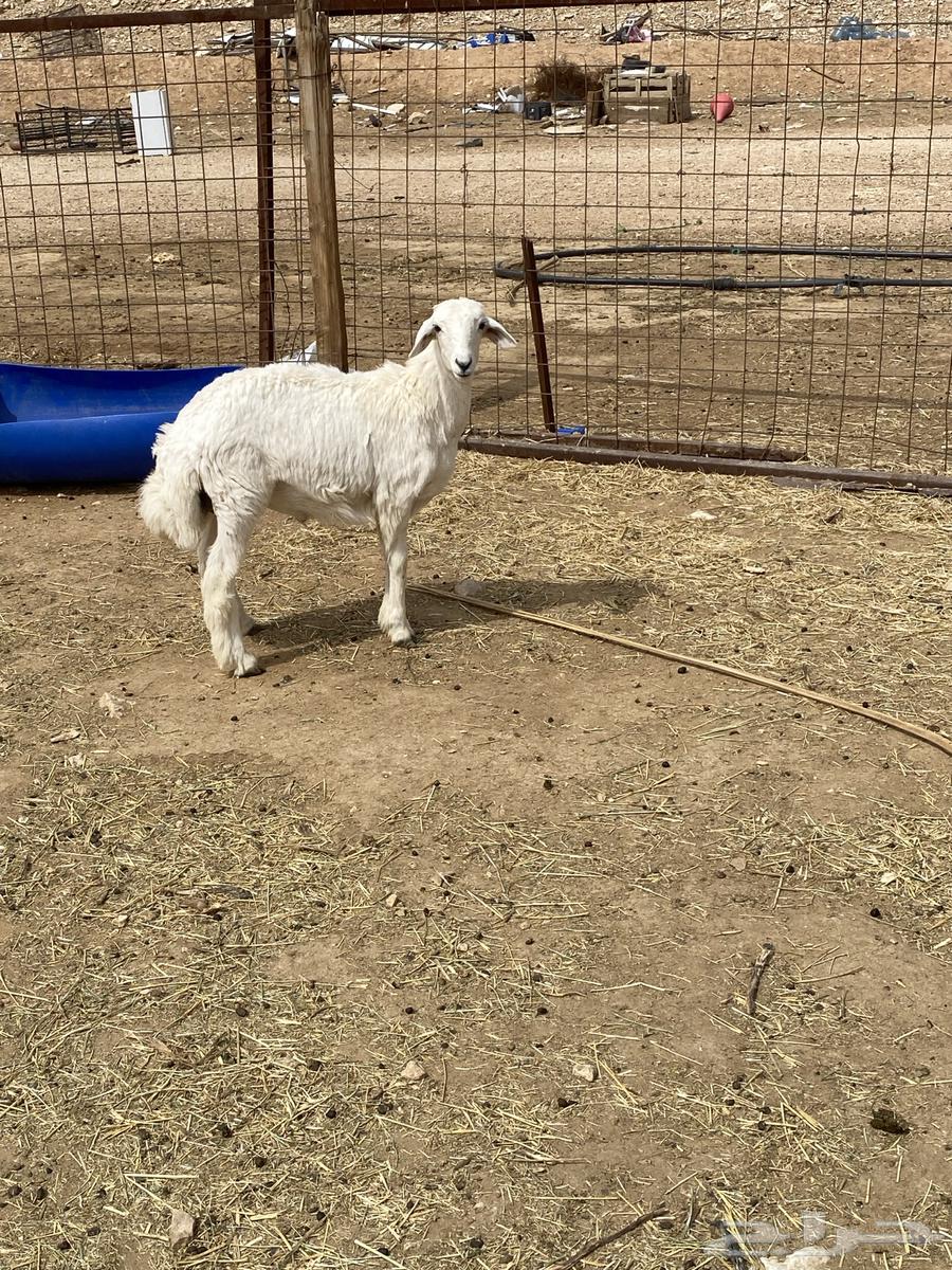 Sheep are free63518804880769113