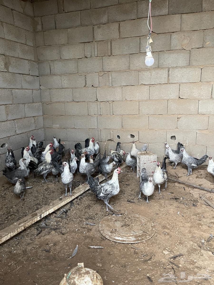 دجاج للبيع فيومي63183941502081113