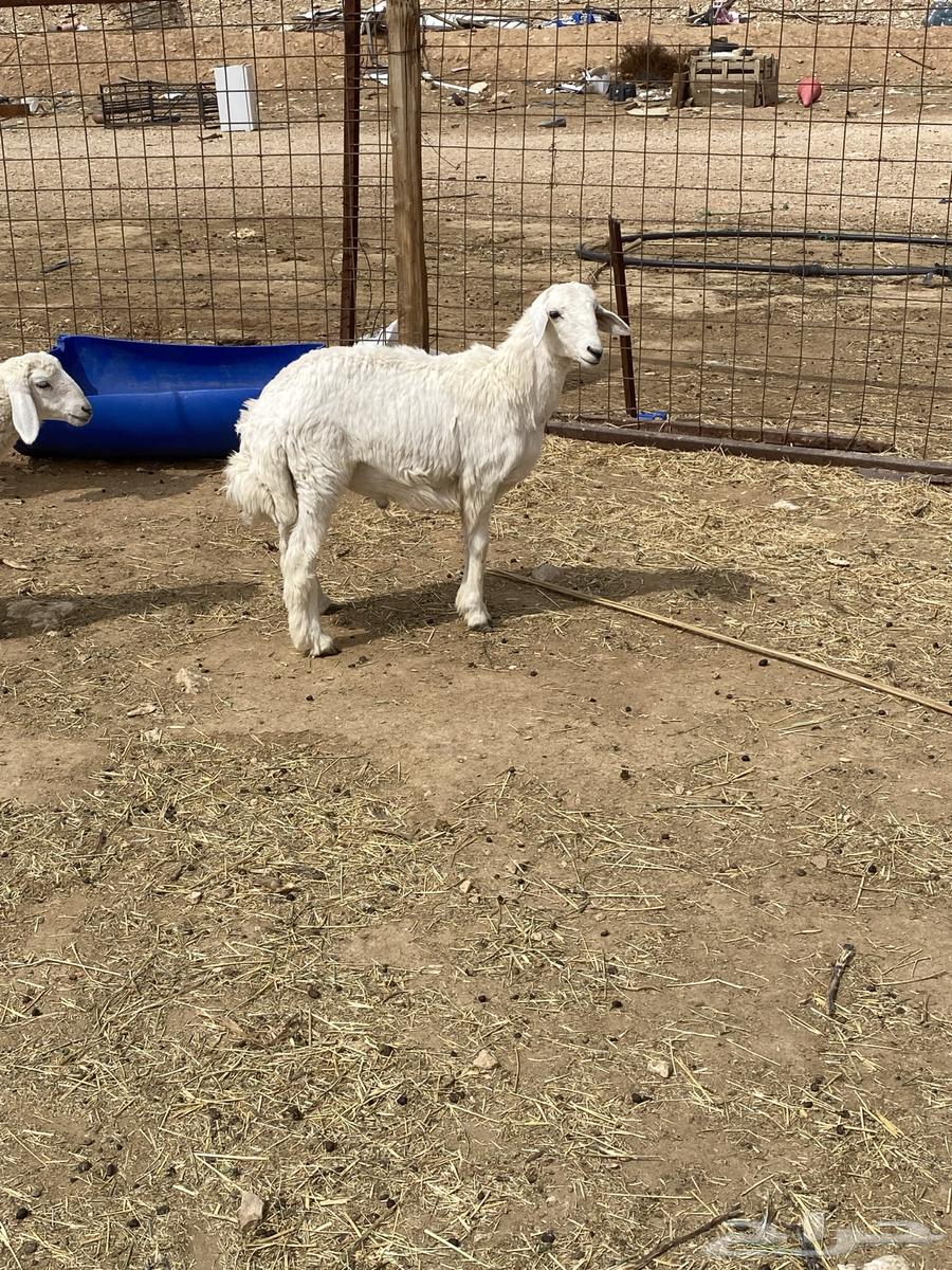 Sheep are free63518804880769112
