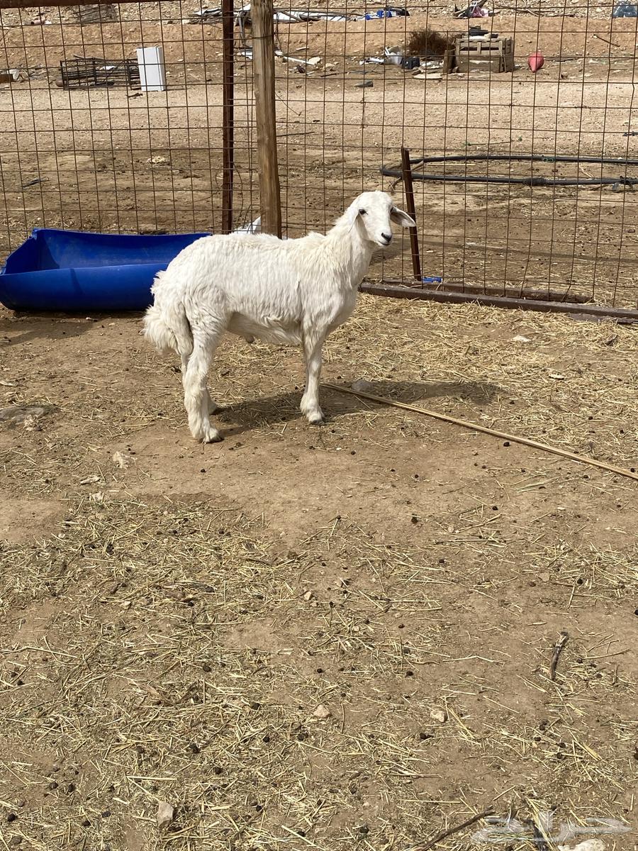 Sheep are free63518804880769111