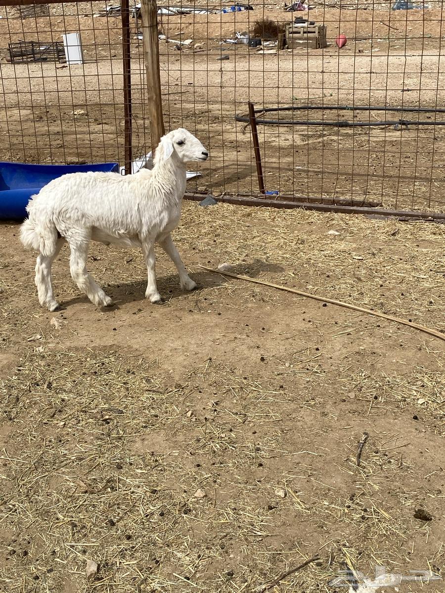 Sheep are free63518804880769114