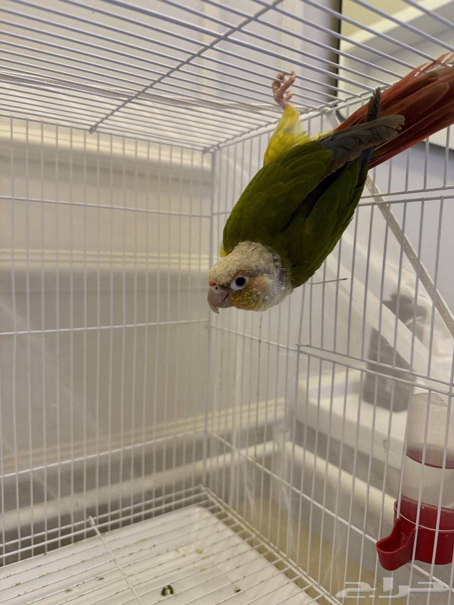 A canary parrot63184959485059113