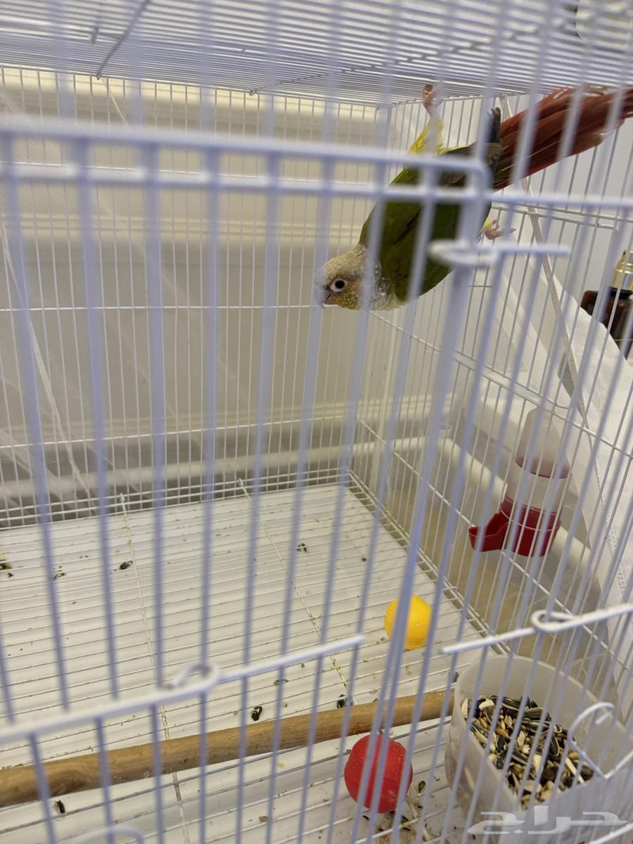 A canary parrot63184959485059112