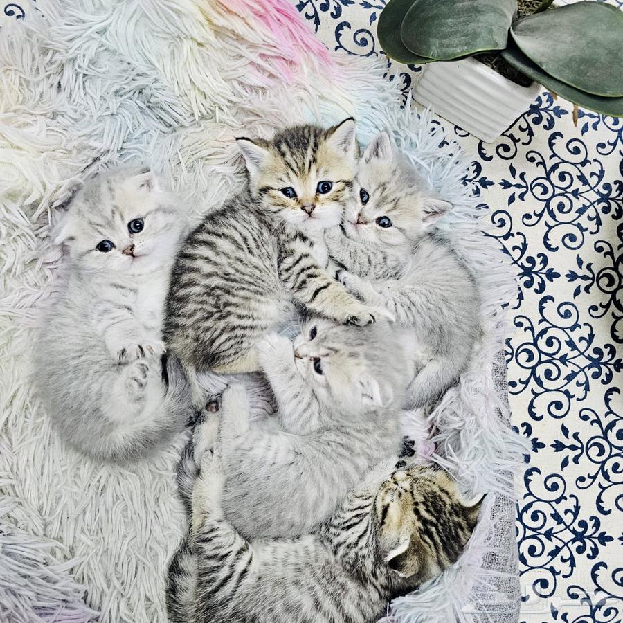 كيتين سكوتش ستريت   فولد انتاج مميز سلالة بيور63184963209730111