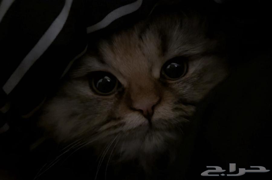 A female hybrid Scottish Fold-Himalayan cat63183945714946110