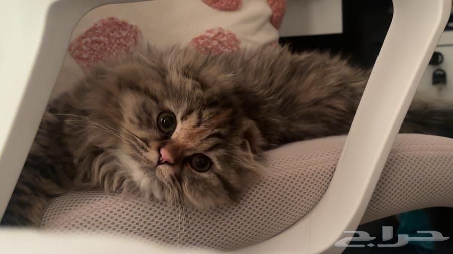 A female hybrid Scottish Fold-Himalayan cat63183945714946112