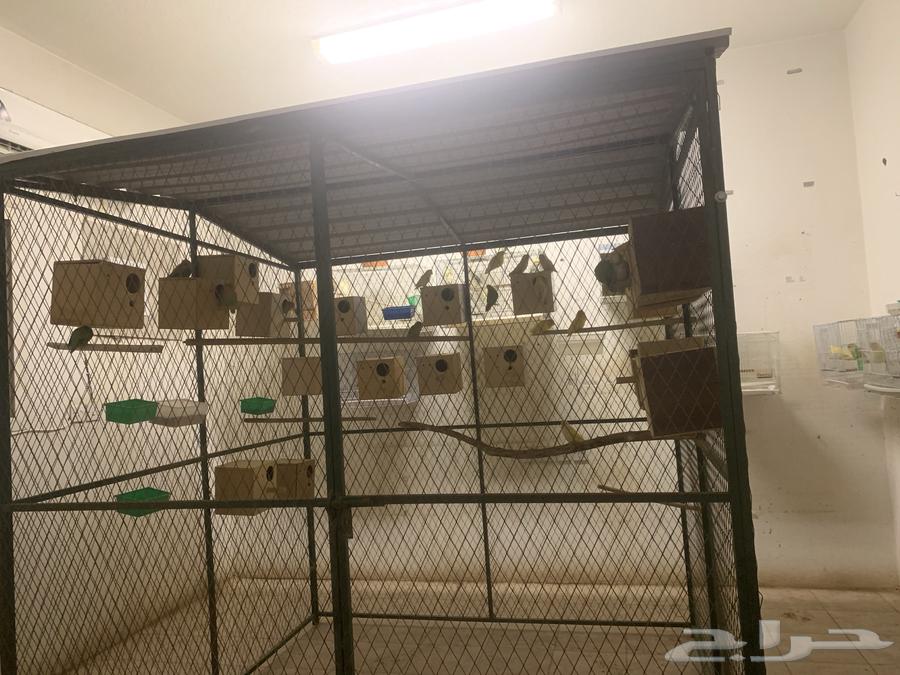 مطير عشه لطيور63186503581953112