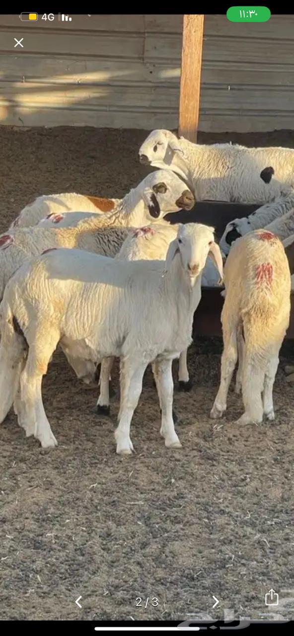 سواكن شامل سلخ وتوصيل63184967479042111