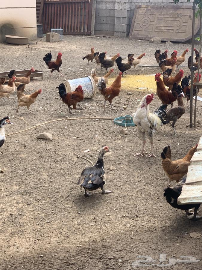 Roosters and chickens63185992297473112