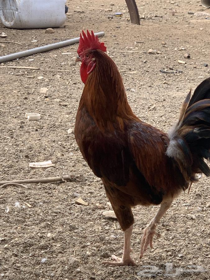 Roosters and chickens631859922974731121