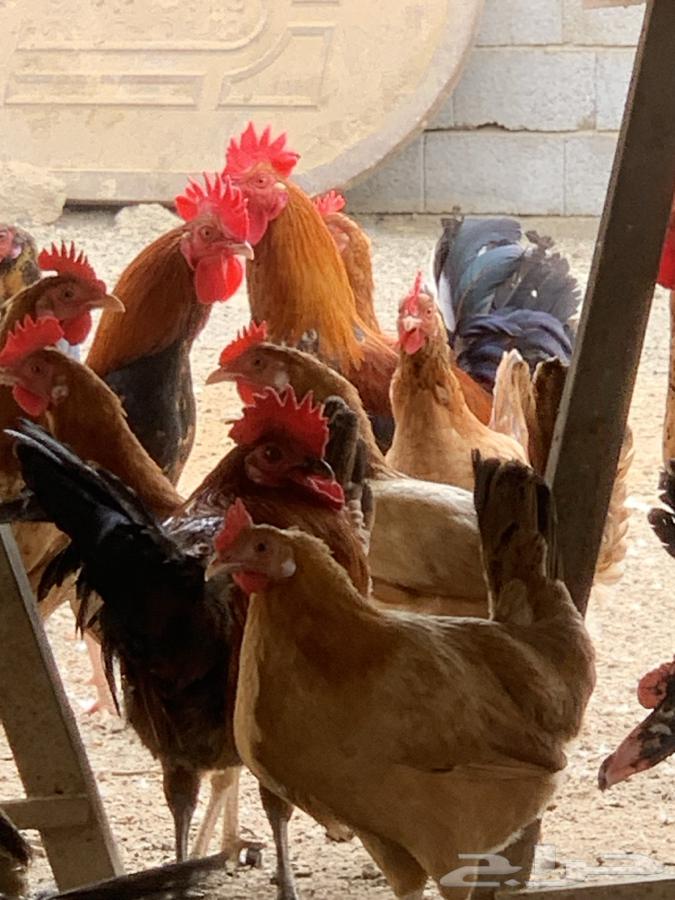 Roosters and chickens63185992297473111