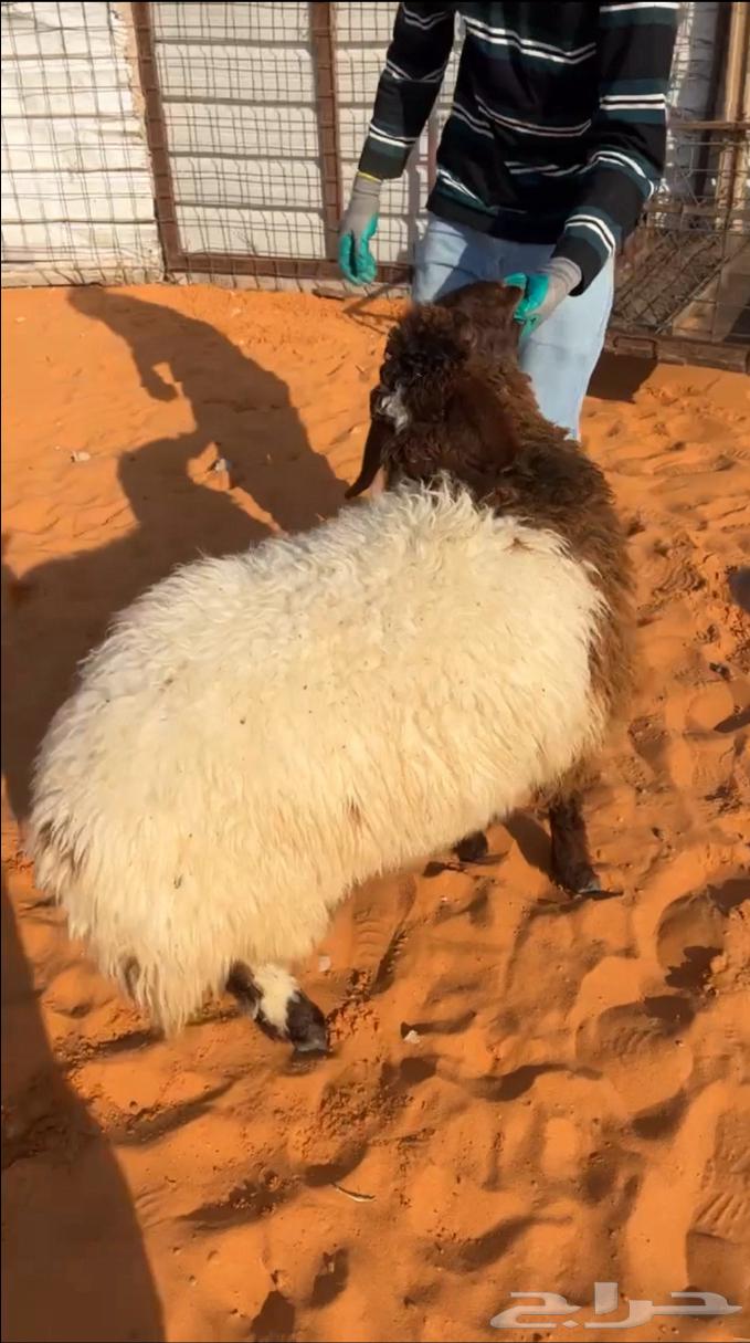 ذبايح نعيم هرفي جذع جبر نعيمي فاخررحري حريات لباني هرافي63185470808833112