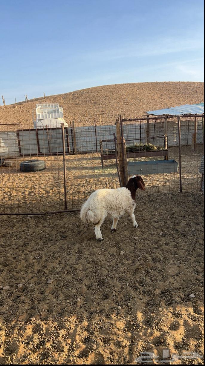 ذبايح نعيم هرفي جذع جبر نعيمي فاخررحري حريات لباني هرافي63185470808833114