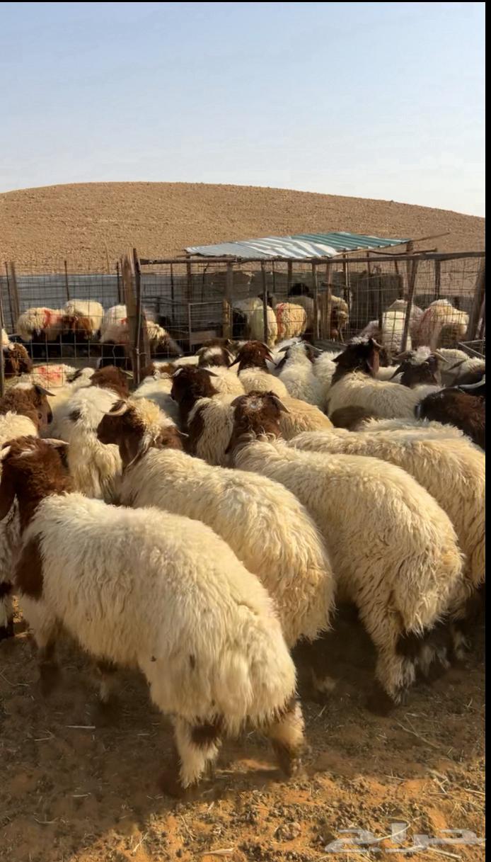 ذبايح نعيم هرفي جذع جبر نعيمي فاخررحري حريات لباني هرافي63185470808833113
