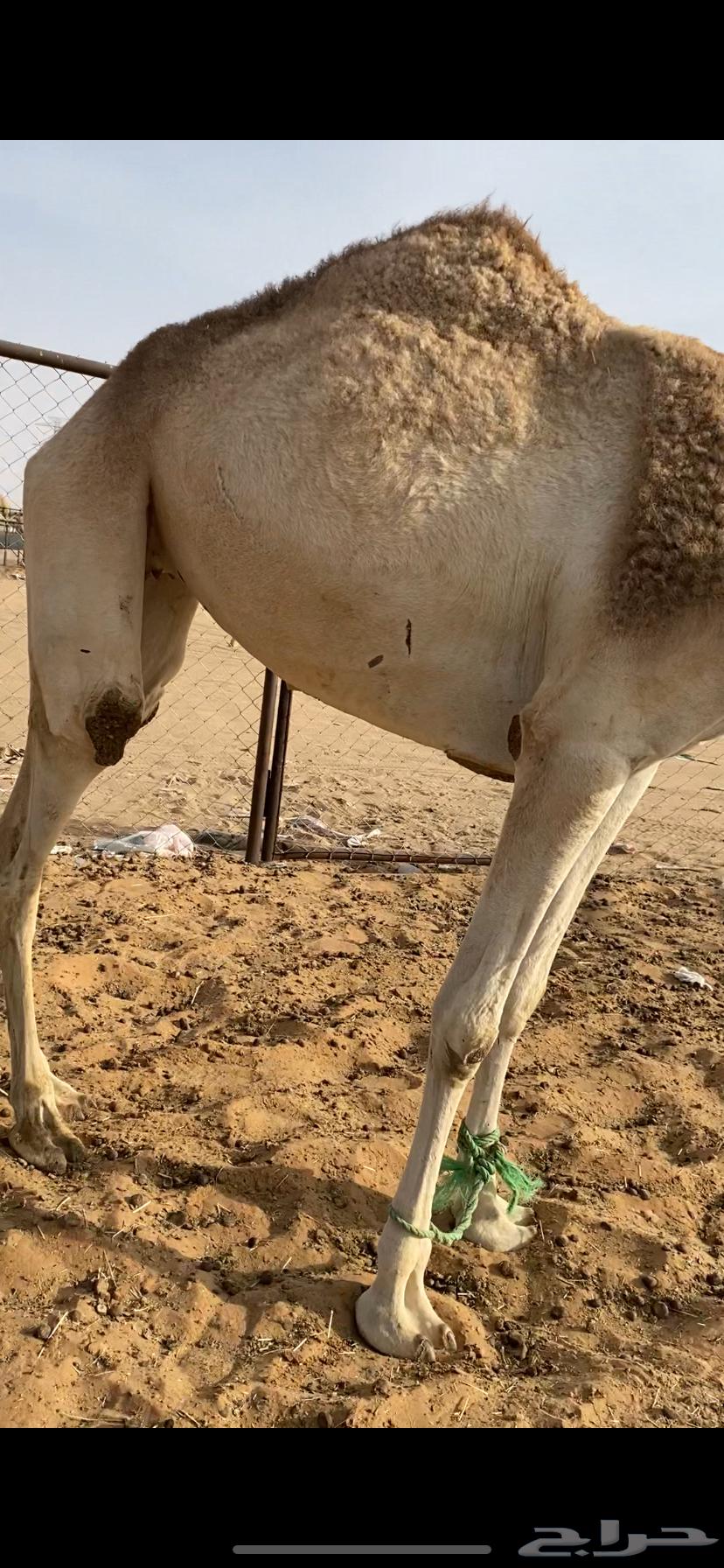 عجم ثنيه للبيع63183949696899114