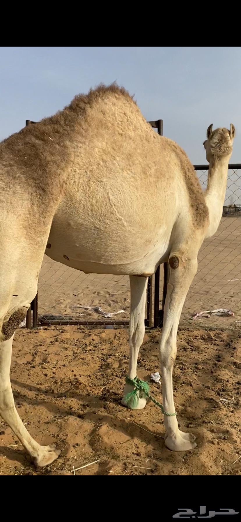 عجم ثنيه للبيع63183949696899112