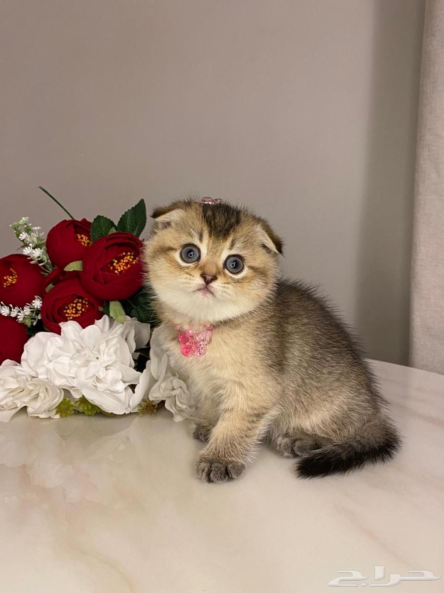 قطط سكوتش فولد للبيع63184966735747112