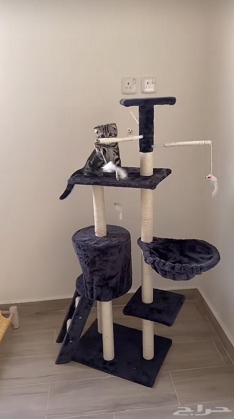 Cats' walnut63181015573761115