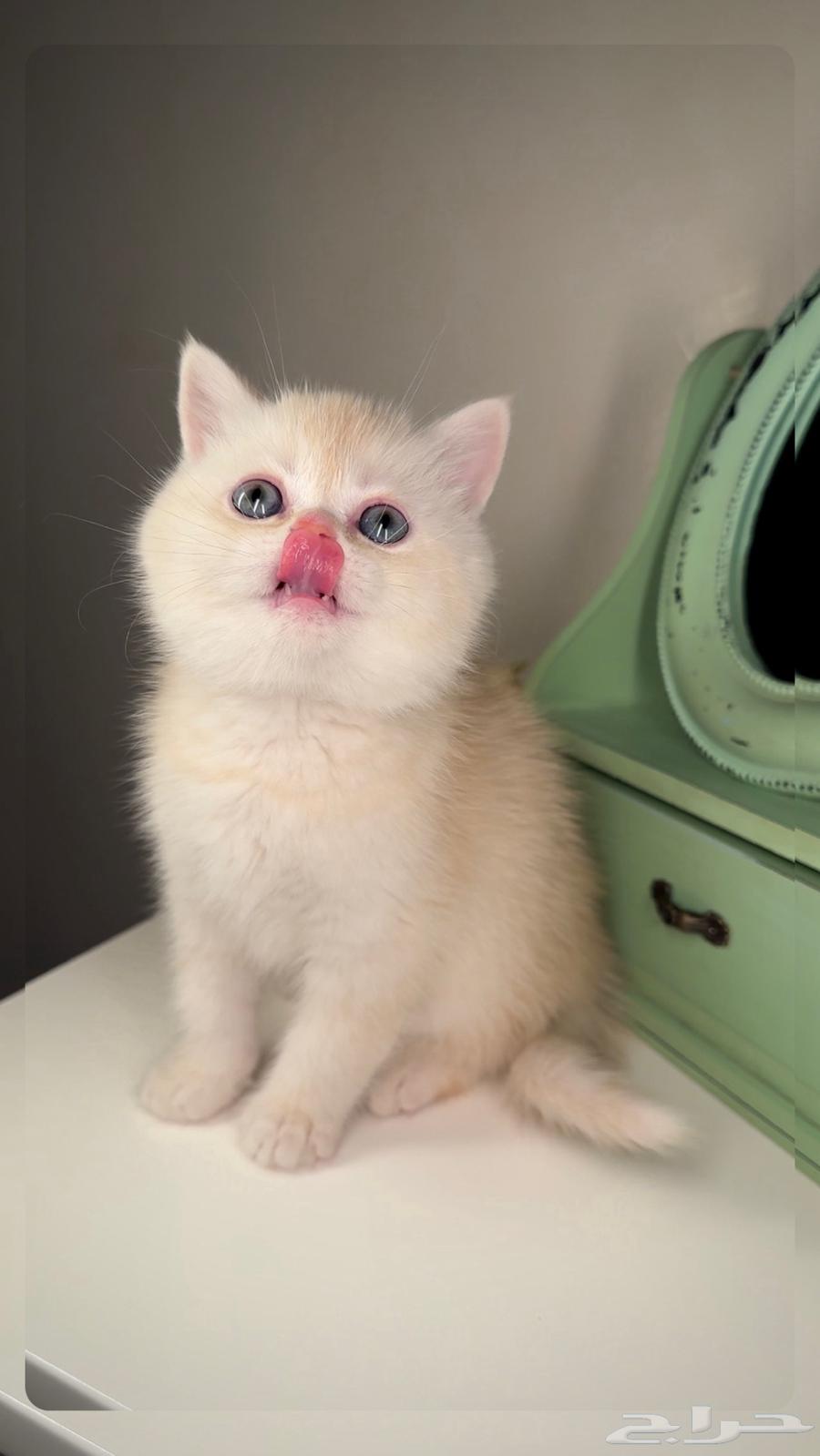Small kittens for sale: Scottish, Shirazi, Himalayan, Ragdoll, Persian, Half Persian.63181506993154111